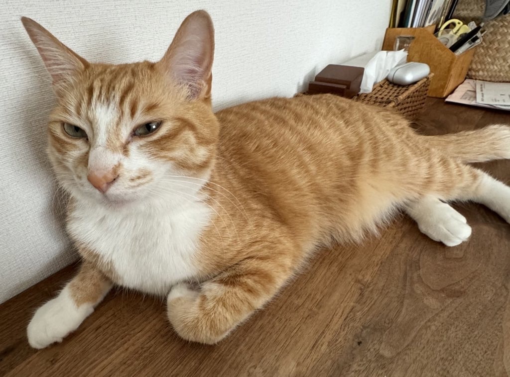 自宅で飼っている猫